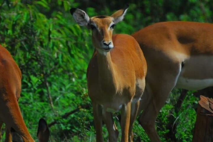 Explore Nairobi National Park and Giraffe Centre: A Unique Urban Safari Experience photo 4