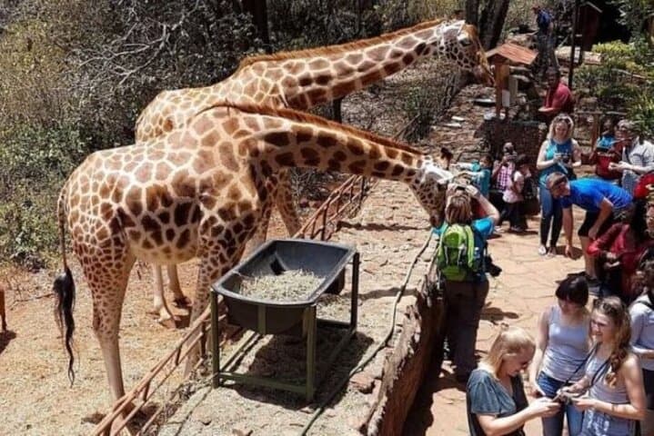 Explore Nairobi National Park and Giraffe Centre: A Unique Urban Safari Experience photo 5