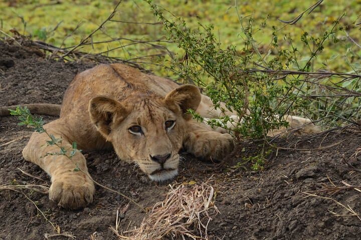 Full-Day Safari to Mikumi National Park from Zanzibar — Big Four Game Drives & Birding
