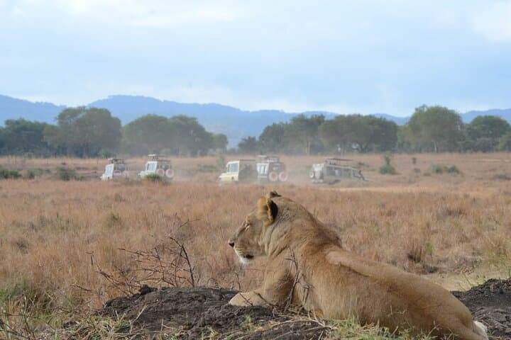 Full-Day Safari to Mikumi National Park from Zanzibar — Big Four Game Drives & Birding photo 2