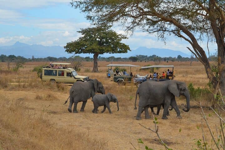 Full-Day Safari to Mikumi National Park from Zanzibar — Big Four Game Drives & Birding photo 3