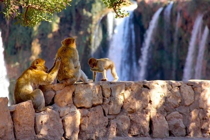 Ouzoud Waterfalls Guided Hike & Boat from Marrakech — Day-Trip Guide photo 5