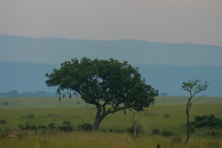 Murchison Falls Safari: 3-Day Nile Cruise, Rhino Tracking & Game Drives photo 3