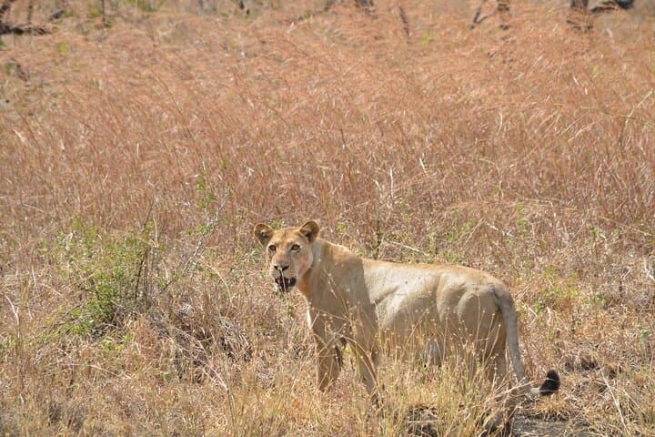 Mikumi National Park Safari from Zanzibar — 2-Day Big Game & Birding Escape