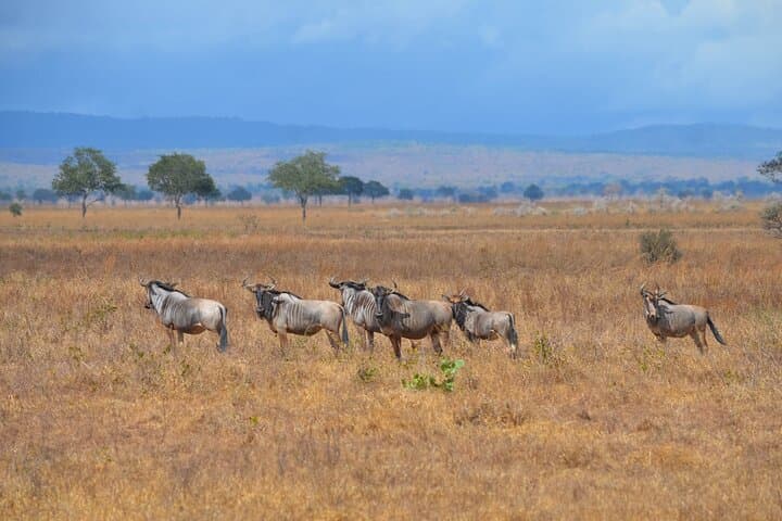 Mikumi National Park Safari from Zanzibar — 2-Day Big Game & Birding Escape photo 2