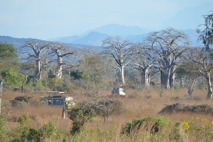 Mikumi National Park Safari from Zanzibar — 2-Day Big Game & Birding Escape photo 5