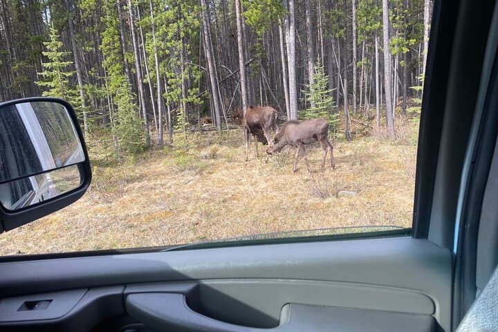 Private Banff Sightseeing Tour — Gondola, Hoodoos & Bow Falls photo 3