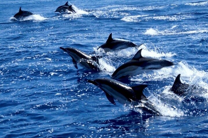 Mnemba Island Snorkel, Clear Kayak & Spice Cooking Day Trip from Zanzibar photo 4