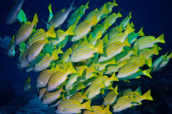 Mnemba Atoll Snorkel, Clear Kayak & Spice Farm Day Trip — Swim with Turtles photo 3