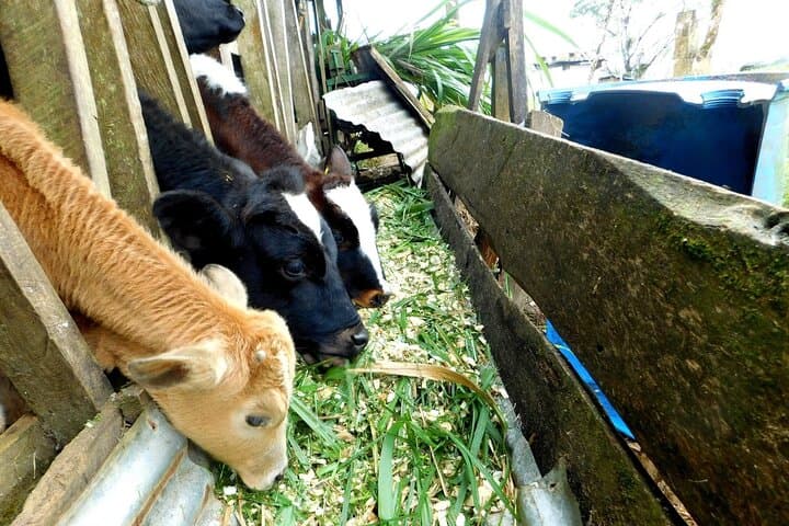 Hands-On Farm Tour near Rio Celeste: Milking, Sugarcane & Local Life