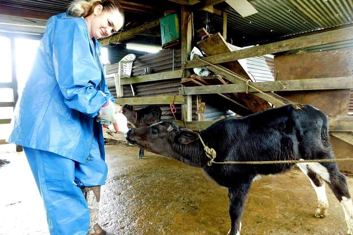 Hands-On Farm Tour near Rio Celeste: Milking, Sugarcane & Local Life photo 2