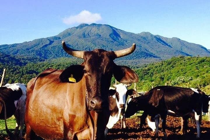 Hands-On Farm Tour near Rio Celeste: Milking, Sugarcane & Local Life photo 4