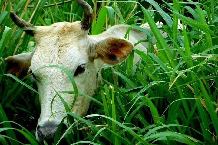 Hands-On Farm Tour near Rio Celeste: Milking, Sugarcane & Local Life photo 5