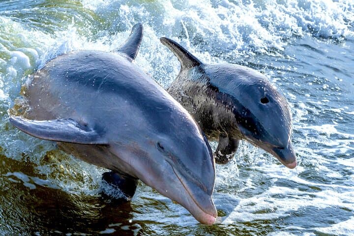 Private Shelling and Dolphin Excursion in the 10,000 Islands from Goodland photo 6