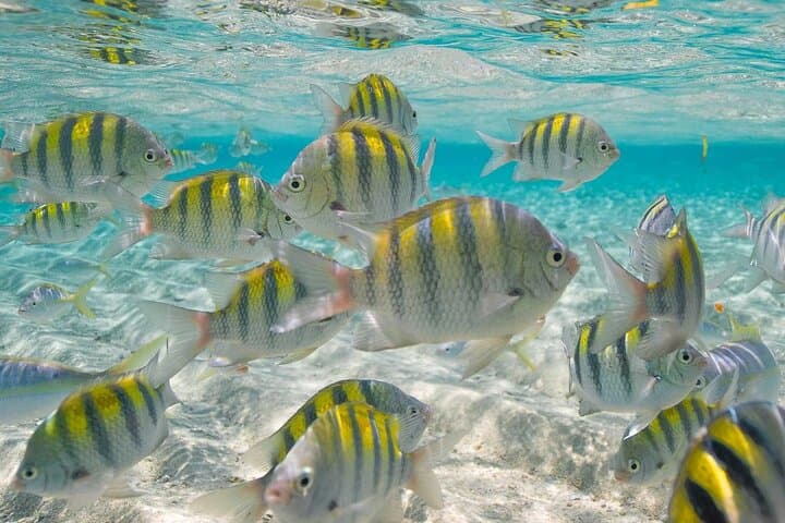 Sosúa Bay Snorkeling from Puerto Plata: Coral Reefs, Boat Ride, and Local Lunch photo 5