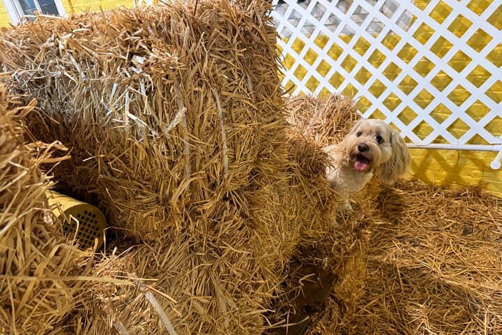 Barn Hunt in NYC: Hide & Seek Training for Dogs in a Hay-Filled Barn