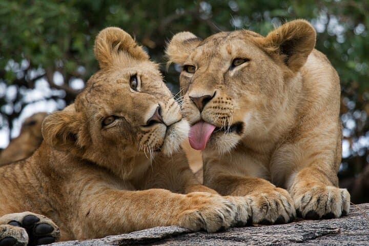 Wildlife Encounters Near Nairobi: National Park, Elephant Orphanage & Giraffe Centre photo 1