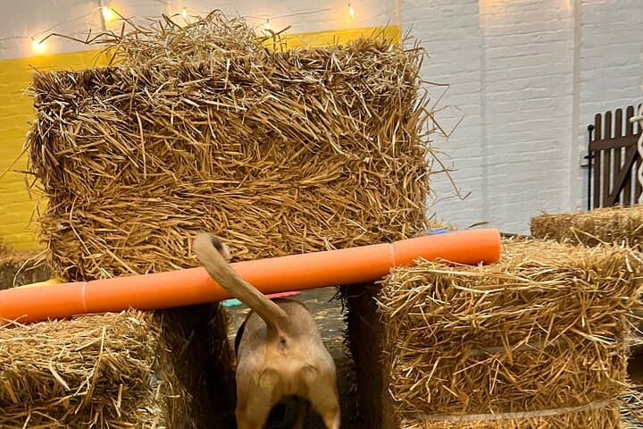 Barn Hunt in NYC: Hide & Seek Training for Dogs in a Hay-Filled Barn photo 2