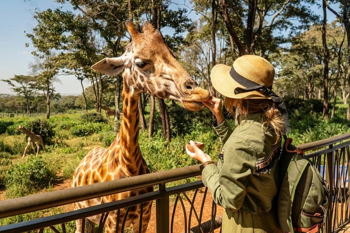 Wildlife Encounters Near Nairobi: National Park, Elephant Orphanage & Giraffe Centre photo 3