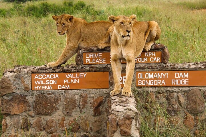 Wildlife Encounters Near Nairobi: National Park, Elephant Orphanage & Giraffe Centre photo 4