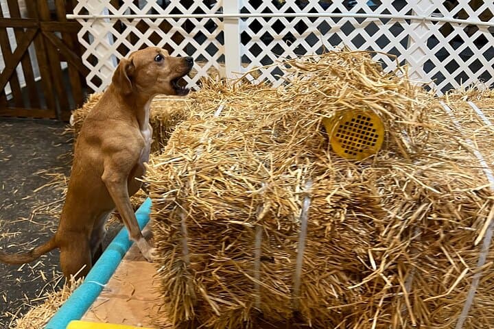 Barn Hunt in NYC: Hide & Seek Training for Dogs in a Hay-Filled Barn photo 3