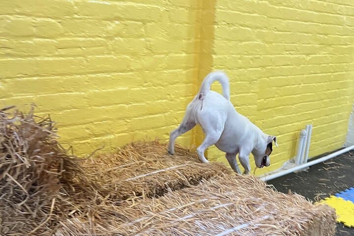 Barn Hunt in NYC: Hide & Seek Training for Dogs in a Hay-Filled Barn photo 4