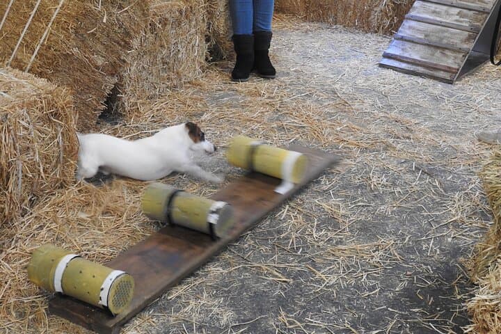 Barn Hunt in NYC: Hide & Seek Training for Dogs in a Hay-Filled Barn photo 5