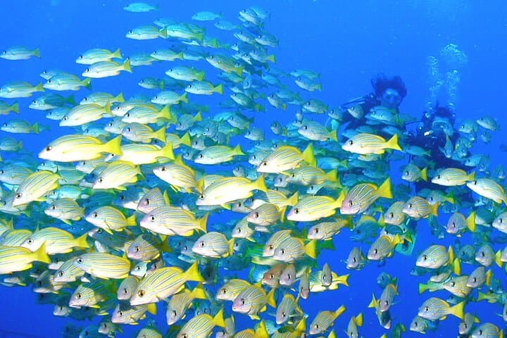 Discover Scuba Diving in Waikiki: Guided Reef Dives in Honolulu photo 3