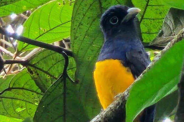 Ecuador Amazon and Andes: 4-Day Wildlife, Culture & Adventure Tour photo 2