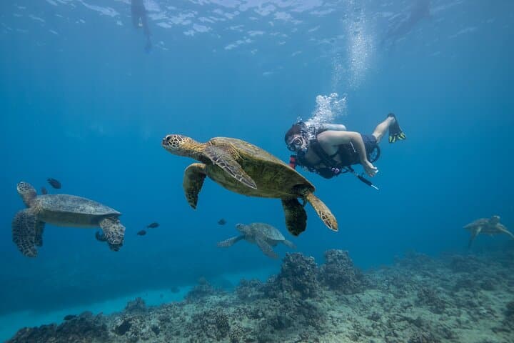 Two-Tank Reef Dives off Oahu: Certified Scuba from Kewalo Basin photo 3