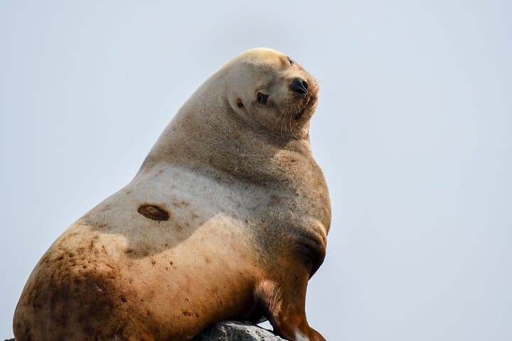 Intimate West Coast Whale Watching from Granville Island — Vancouver photo 6
