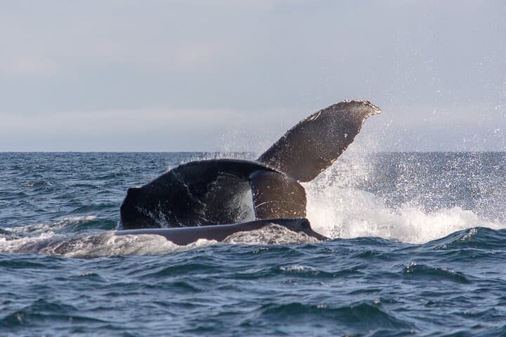Intimate West Coast Whale Watching from Granville Island — Vancouver photo 4