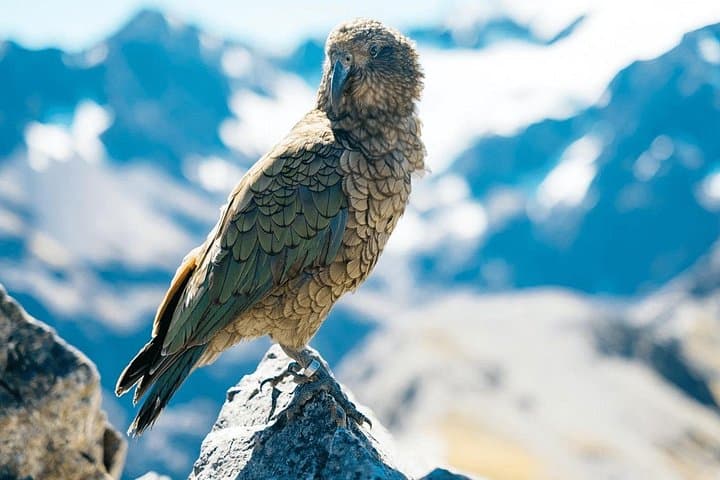 Aoraki Adventure: Private Tour from Timaru to Hooker Valley & Lake Pukaki photo 4