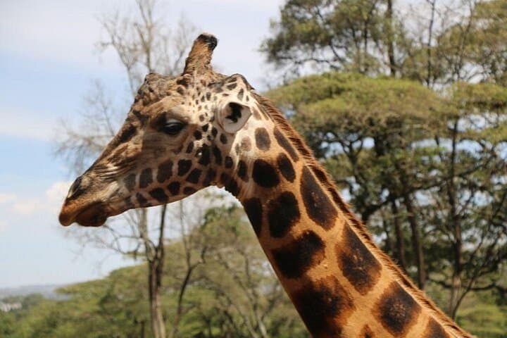 Explore Nairobi’s Wild Heart: Giraffe Center and Nairobi National Park Adventure