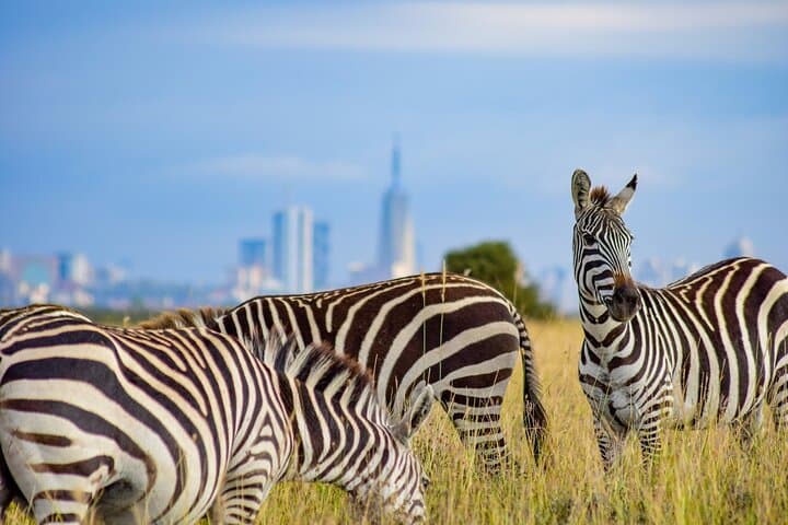 Explore Nairobi’s Wild Heart: Giraffe Center and Nairobi National Park Adventure photo 3