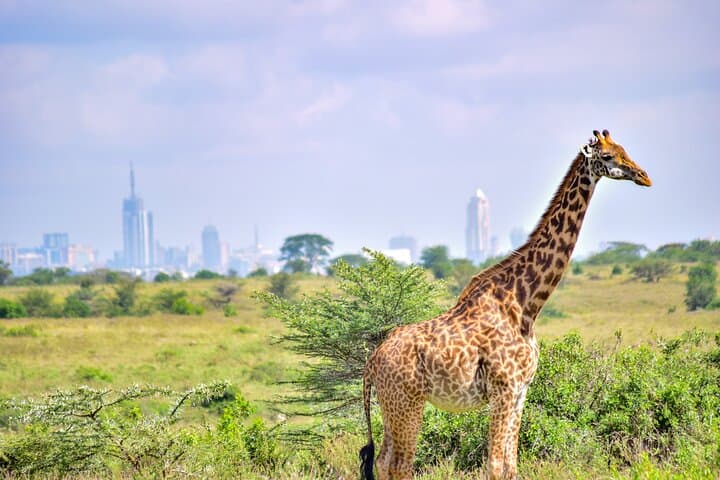 Explore Nairobi’s Wild Heart: Giraffe Center and Nairobi National Park Adventure photo 4