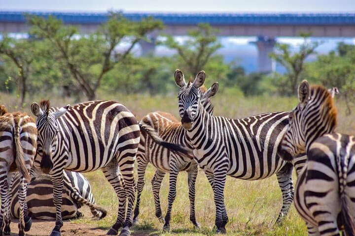 Explore Nairobi’s Wild Heart: Giraffe Center and Nairobi National Park Adventure photo 5