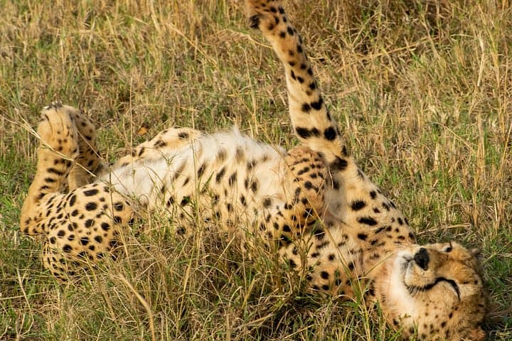 Explore Nairobi’s Wild Heart: Giraffe Center and Nairobi National Park Adventure photo 6