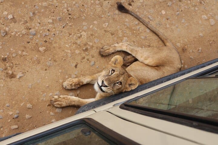 2-Day Ngorongoro Crater & Tarangire Camping Safari — Big Five on Tanzania's Northern Circuit photo 4