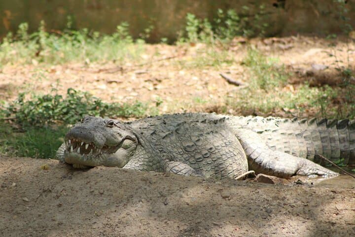 Yala National Park Safari from Hambantota Port: Shore Excursion Guide photo 4
