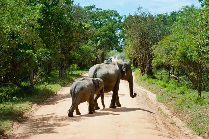 Yala National Park Safari from Hambantota Port: Shore Excursion Guide photo 2