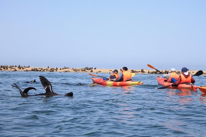 Seal Kayak Adventure at Pelican Point, Walvis Bay — Half-Day Wildlife Kayaking photo 4