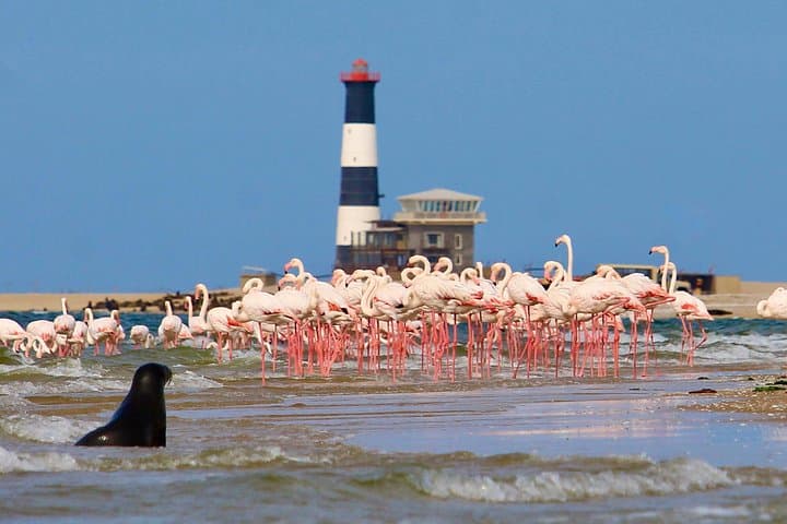 Seal Kayak Adventure at Pelican Point, Walvis Bay — Half-Day Wildlife Kayaking photo 3