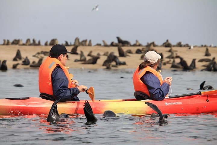 Seal Kayak Adventure at Pelican Point, Walvis Bay — Half-Day Wildlife Kayaking photo 1