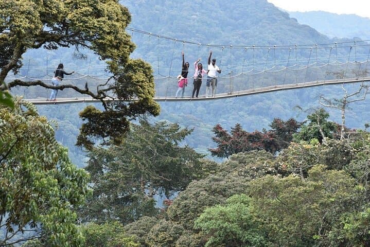 3-Day Nyungwe Chimpanzee Trek & Canopy Walk — Rwanda Rainforest Safari photo 6