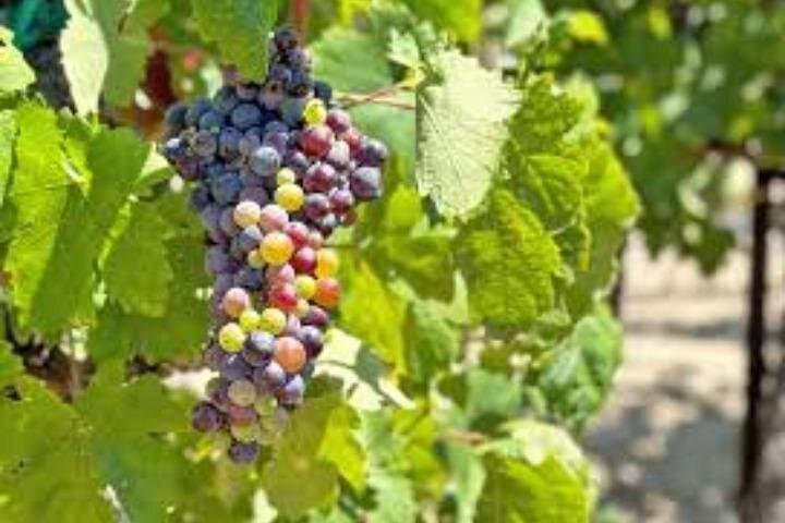 Temecula Wine Country Day Tour from Los Angeles — Small-Group Wine Tasting photo 6