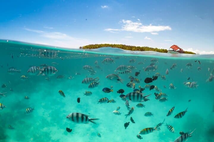 Mnemba Island Snorkeling Adventure — Clear Reefs & Marine Life off Zanzibar photo 3