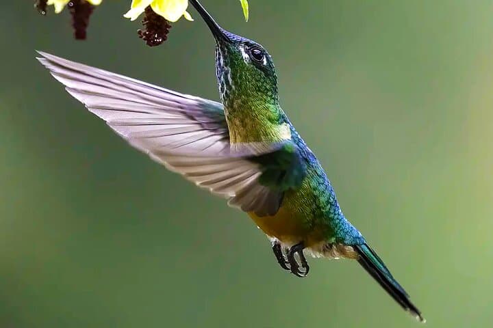 Birding the Cali River: Urban Birdwatching Tour in Cali, Colombia photo 5