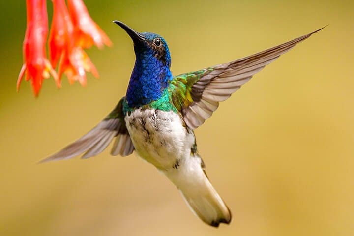 Birding the Cali River: Urban Birdwatching Tour in Cali, Colombia photo 6