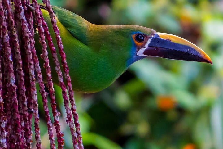Birding the Cali River: Urban Birdwatching Tour in Cali, Colombia photo 4